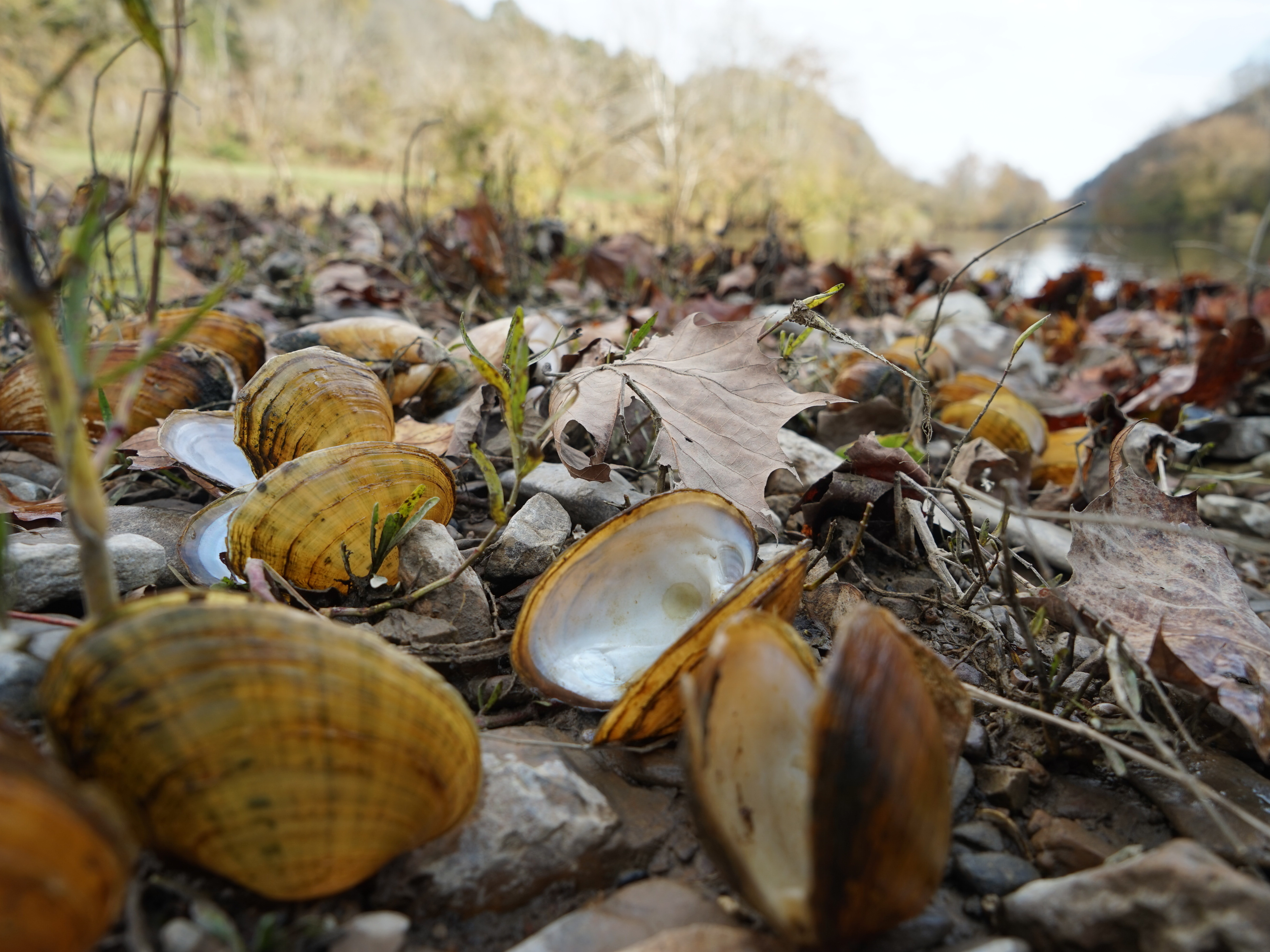 Biologists pile recently dead mussel shells on the edge of the Clinch River after documenting the species' number and type. The smell can get &quot;real bad,&quot; says biologist Rose Agbalog. (NPR)