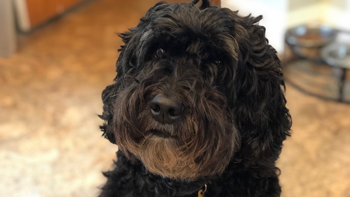 A New Way To Calculate Your Dog's Age : NPR