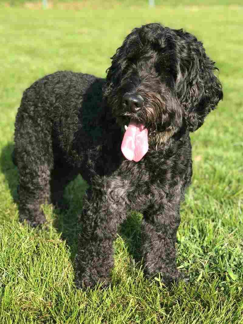 Researchers say that compared with humans, dogs age very quickly at first, but then their aging slows down, a lot.