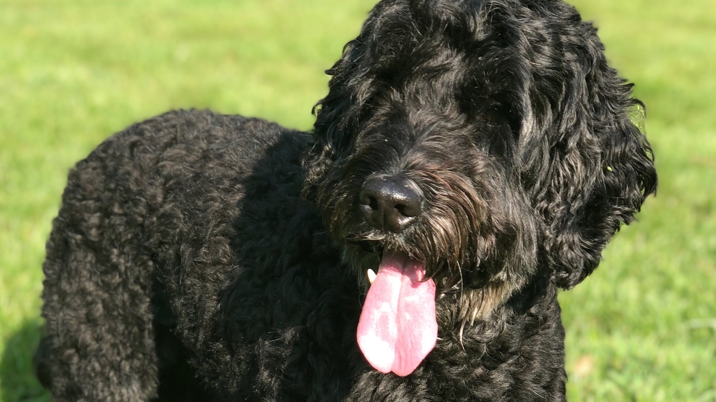 A New Way To Calculate Your Dog's Age : NPR