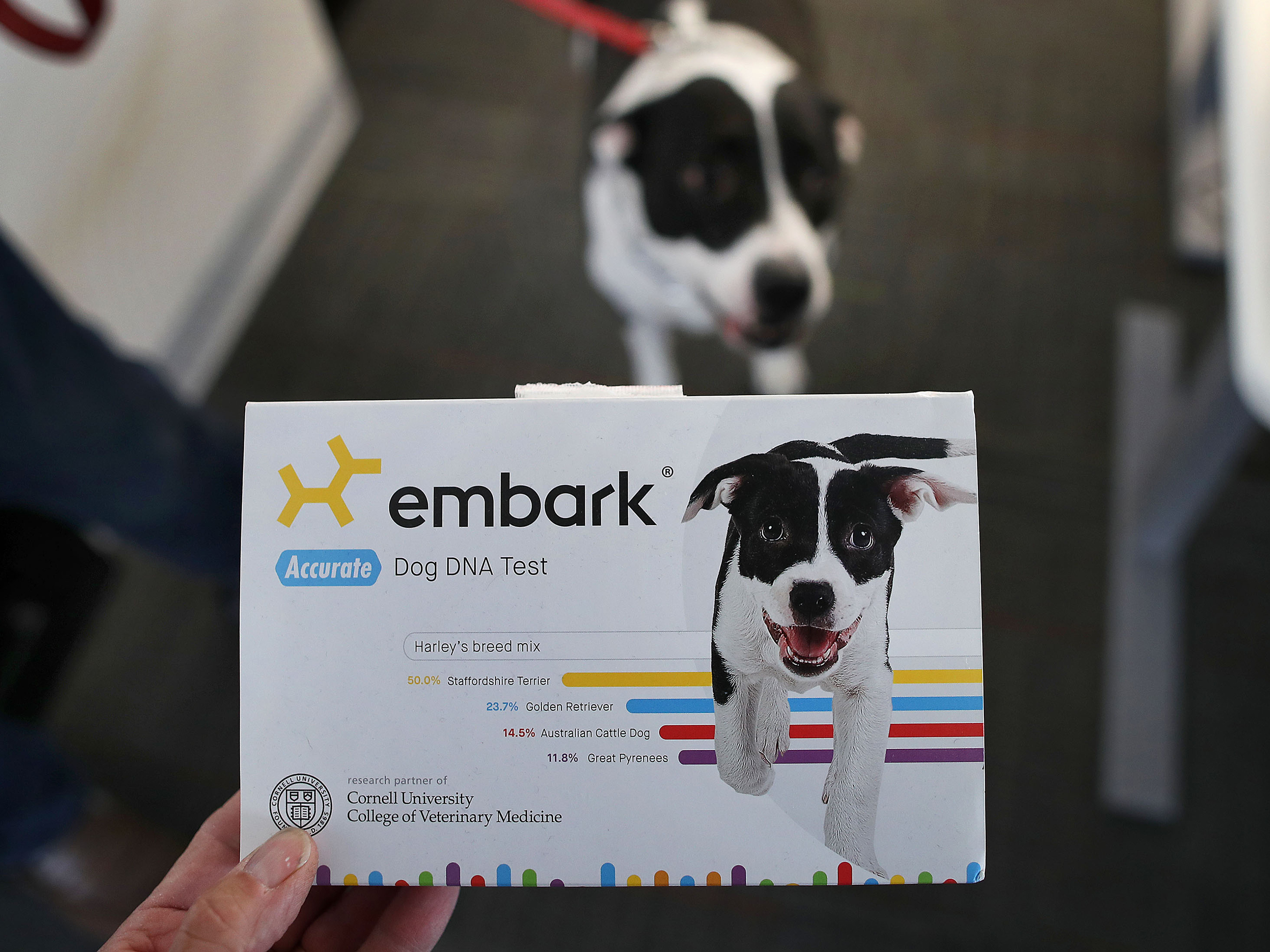 Family Trees For Dogs? DNA Tests For Pets Take Off, Ahead Of The