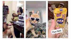 Scrunchie Cat And Friends: Global Social Media Moments We Loved In 2019