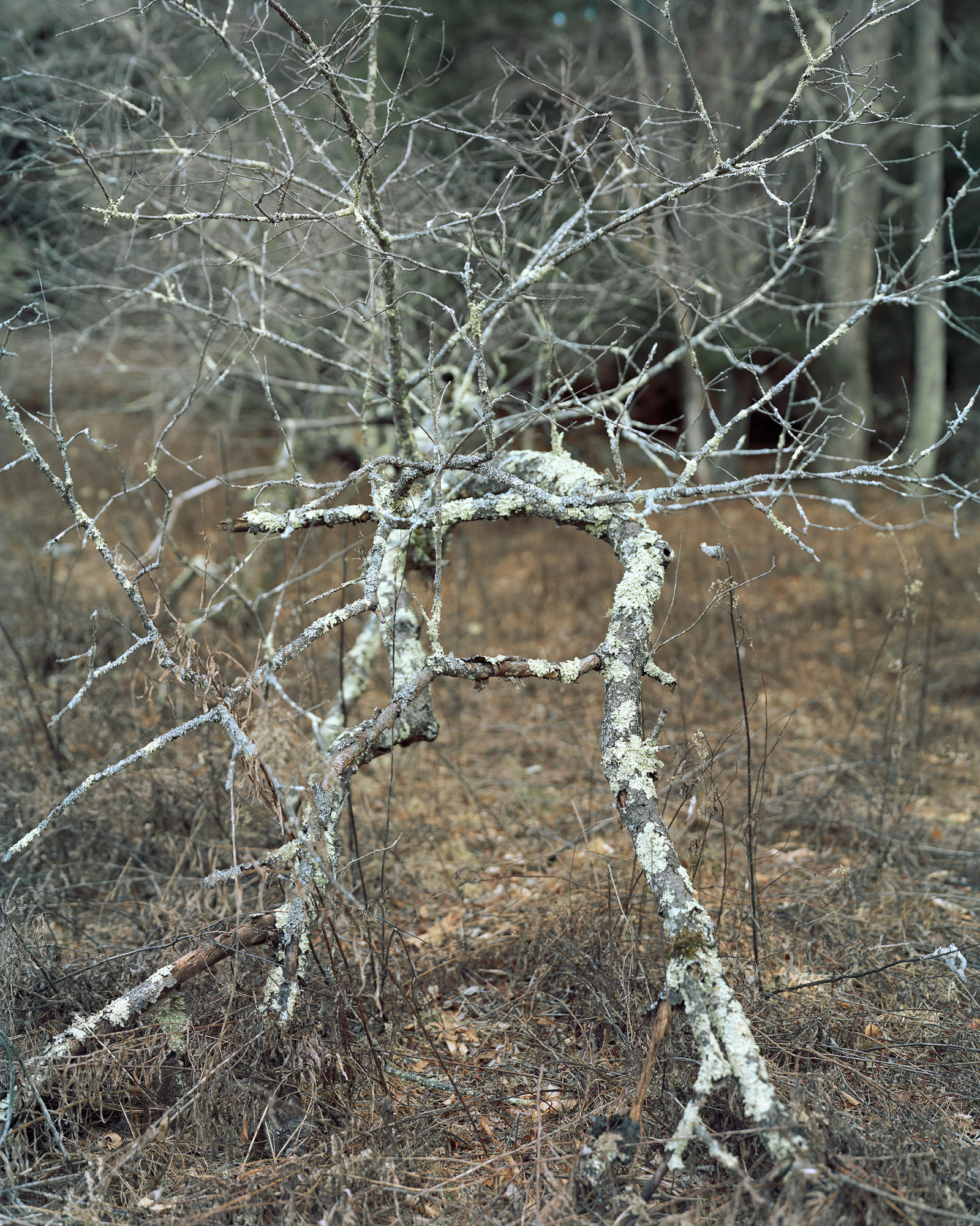 A Photographer's Guide To 'Slow Seeing' The Beauty In Everyday Nature 2 First Winter, 2015