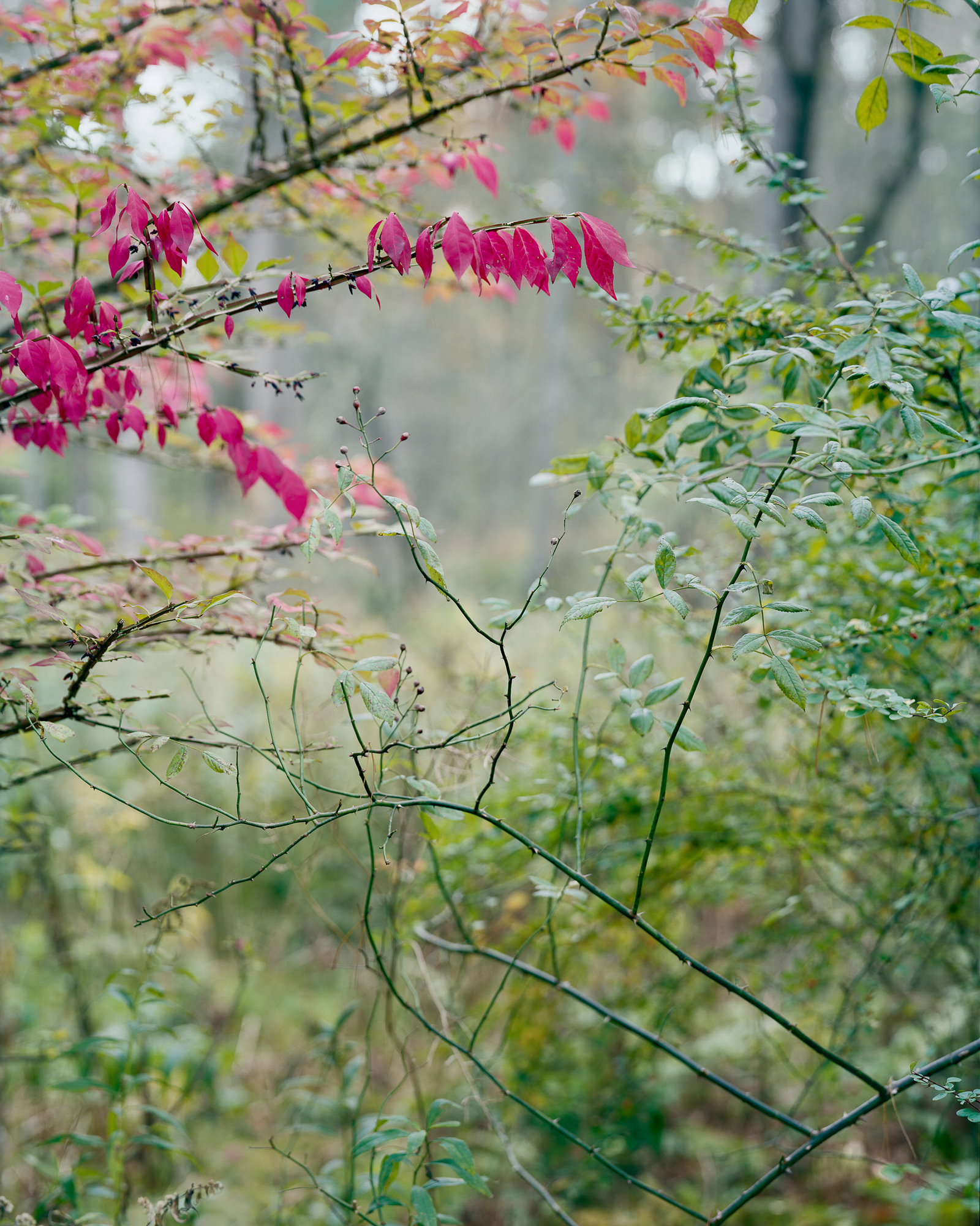 A Photographer's Guide To 'Slow Seeing' The Beauty In Everyday Nature 6 For You, 2017