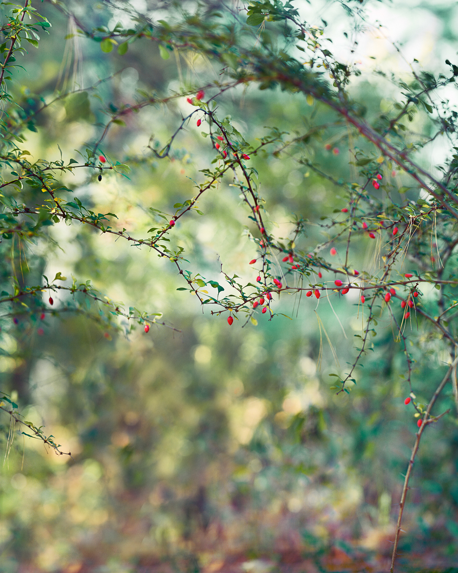A Photographer's Guide To 'Slow Seeing' The Beauty In Everyday Nature 1 Red Berries, 2015