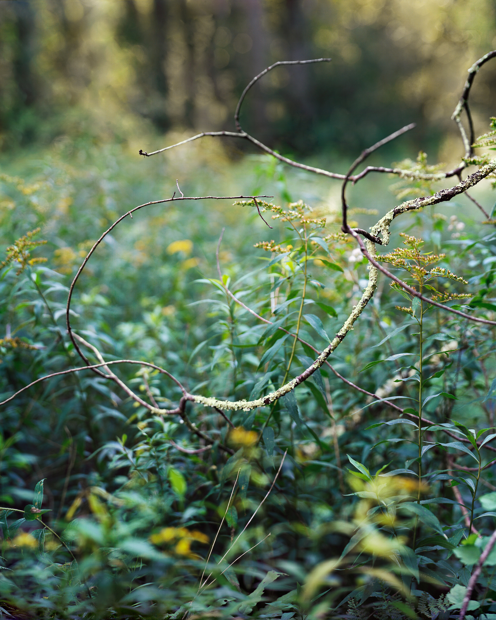 A Photographer's Guide To 'Slow Seeing' The Beauty In Everyday Nature 4 Stream Loop, 2016