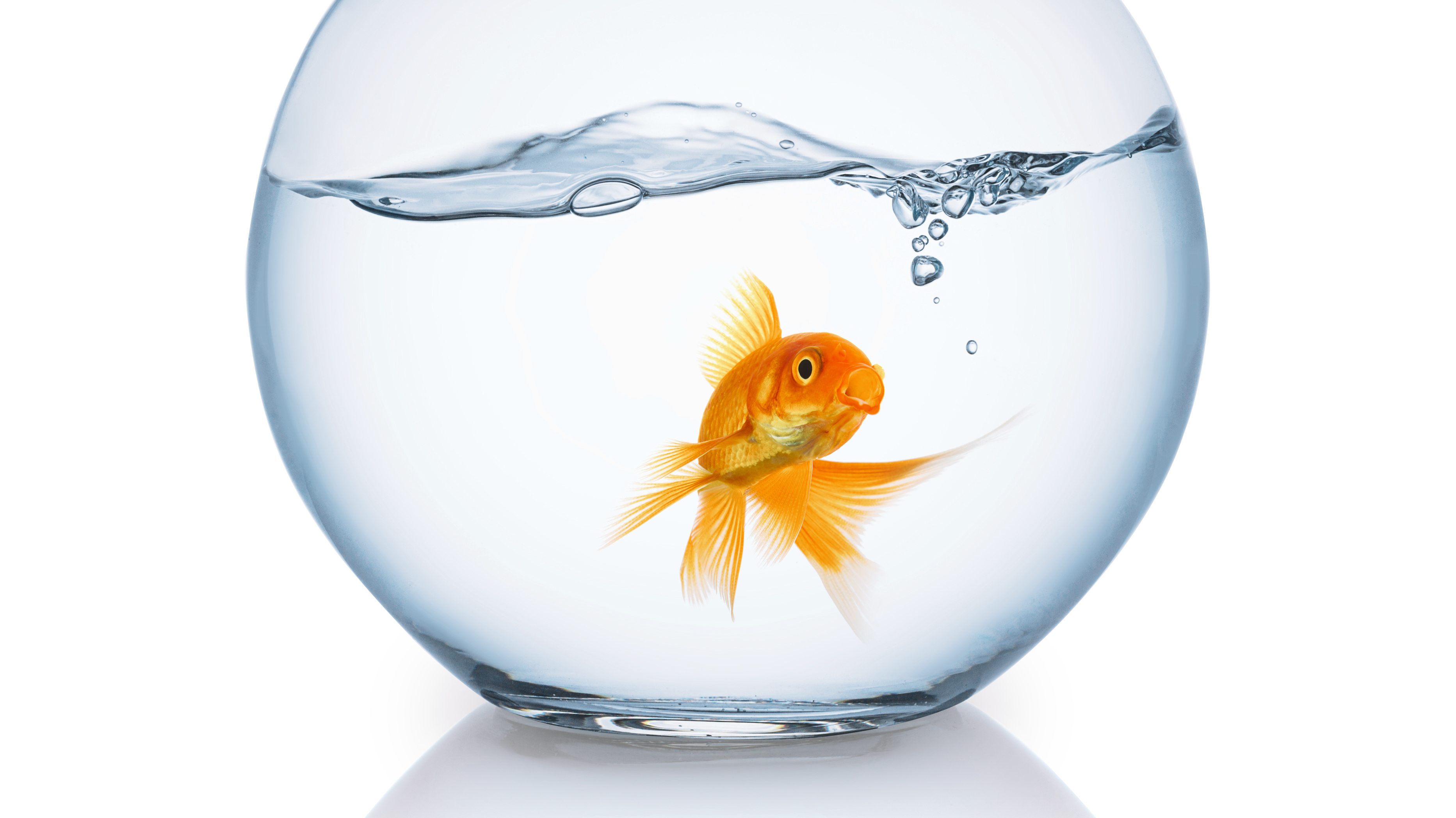 Myth Busting 'Blind As A Bat' And 'Memory Of A Goldfish' Short Wave NPR