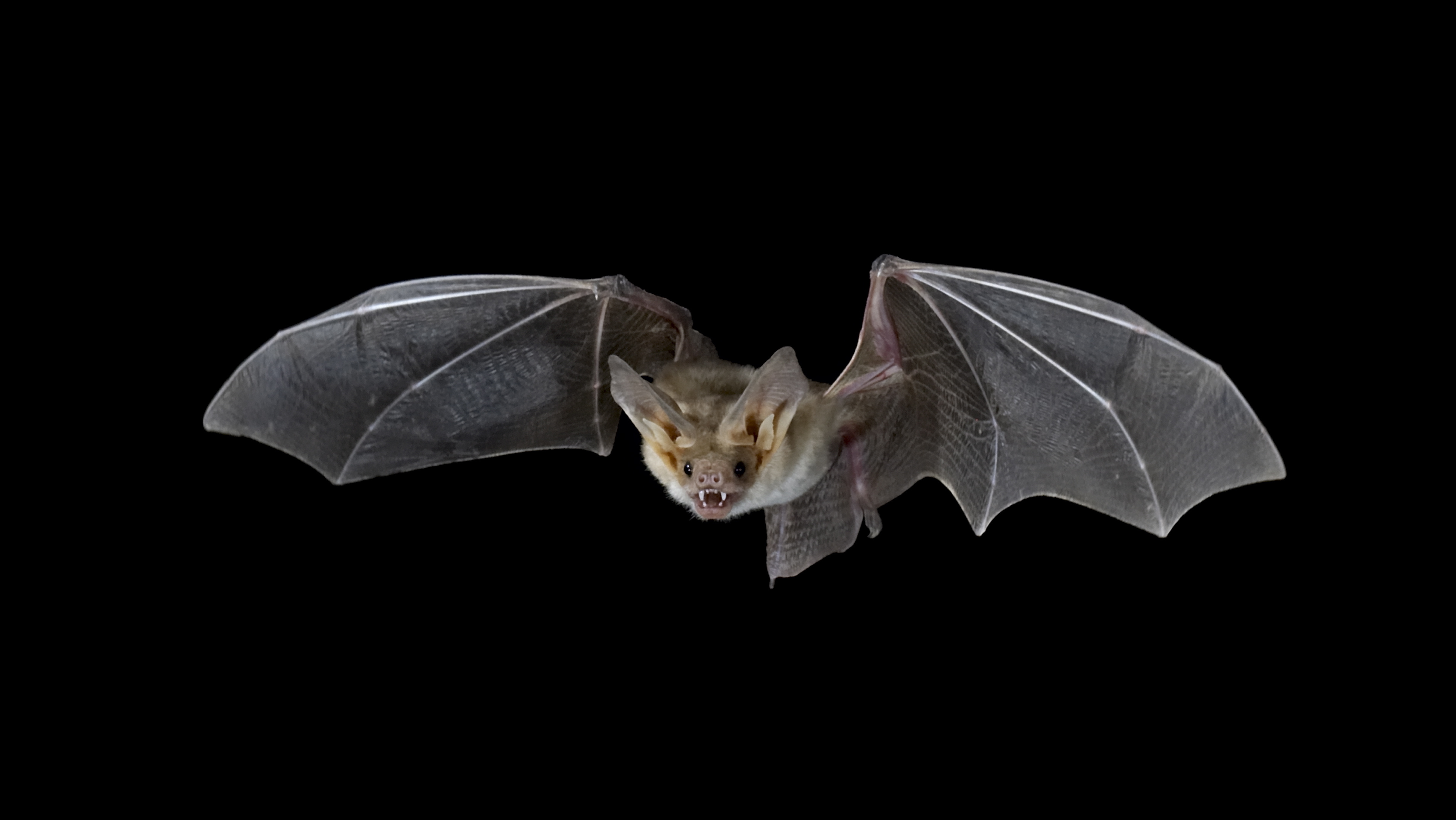 People in the United States say someone is &quot;blind as a bat&quot; to mean that person has poor vision. (Getty Images)