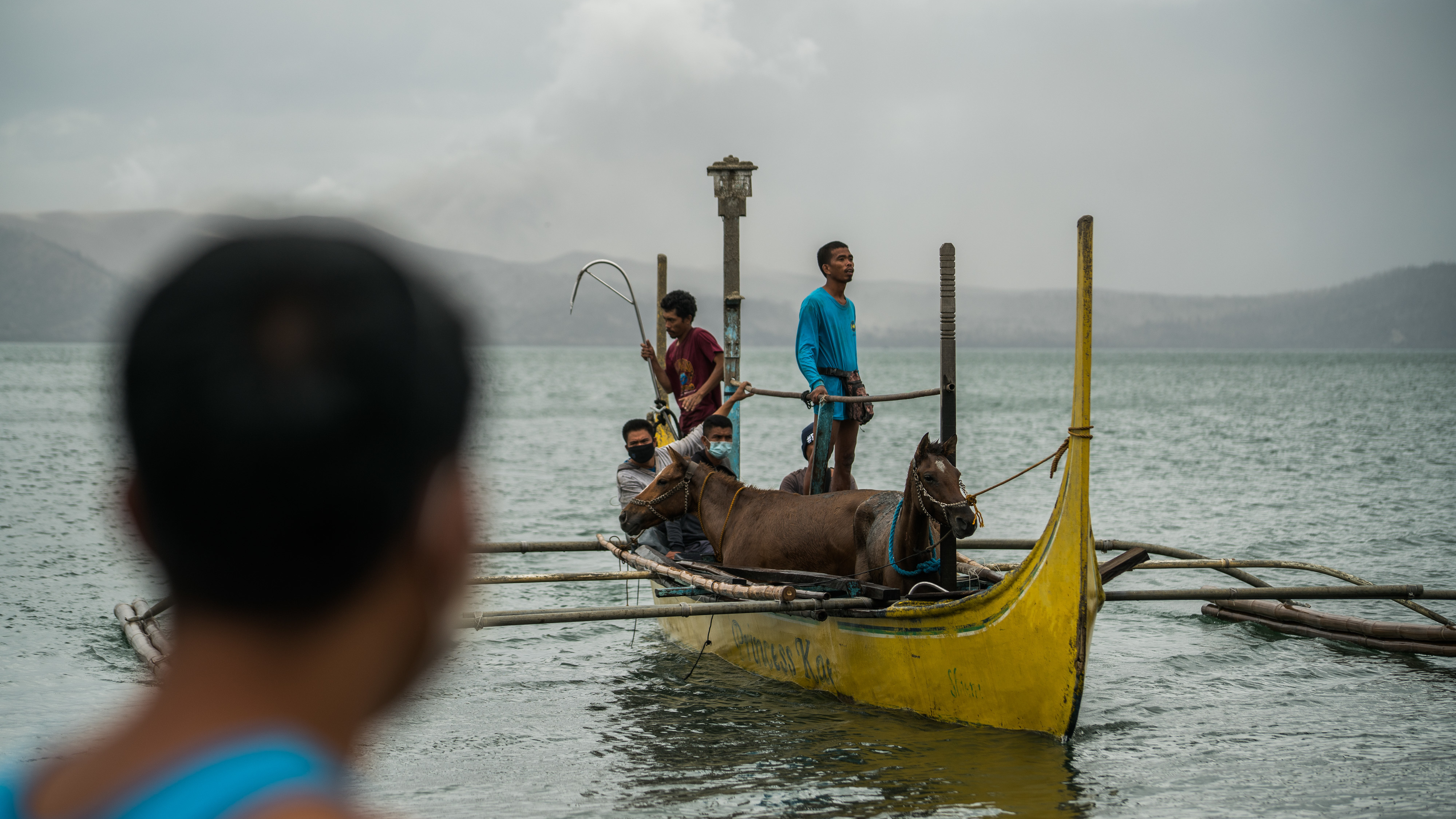 Rescued horses arrive from Taal volcano island via boats. About 1,000 horses were left behind on the island as residents fled Sunday