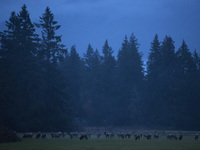 Elk graze in Skagit Valley, an area north of Seattle, Wash., populated for centuries by Native Americans and, more recently, by farmers.