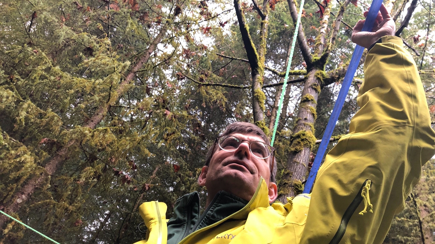 Bigleaf Maple Syrup Flows As Profits Drip From OnceMaligned Northwest Tree NPR