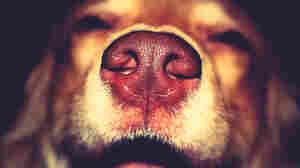 How Super Sniffer Dogs Are Helping Detect Disease Around The World