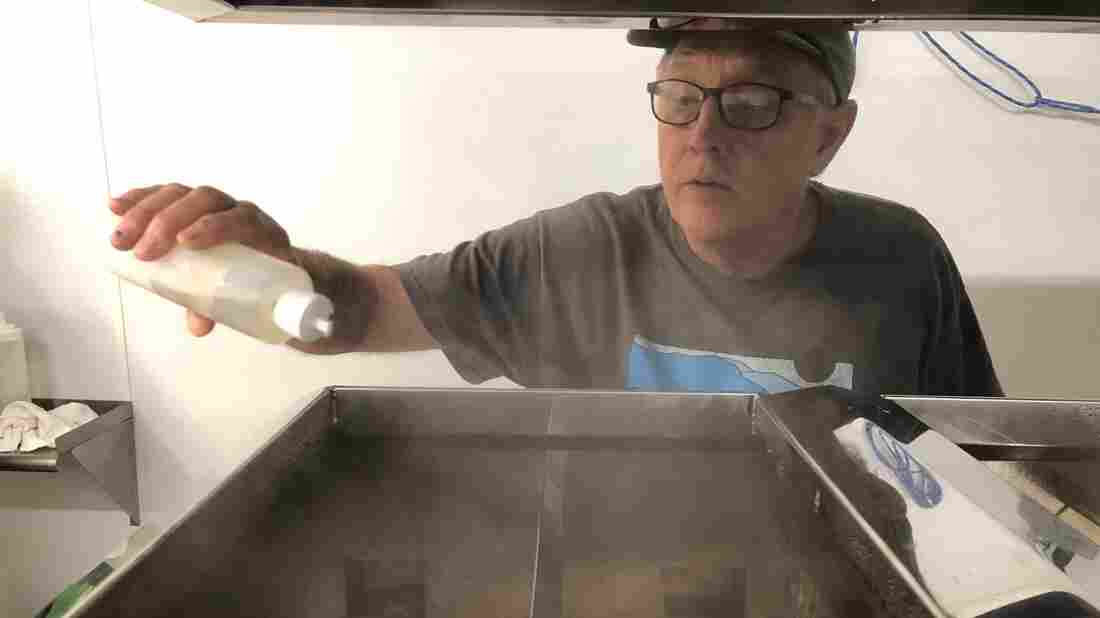Bigleaf Maple Syrup Flows As Profits Drip From Once-Maligned Northwest Tree