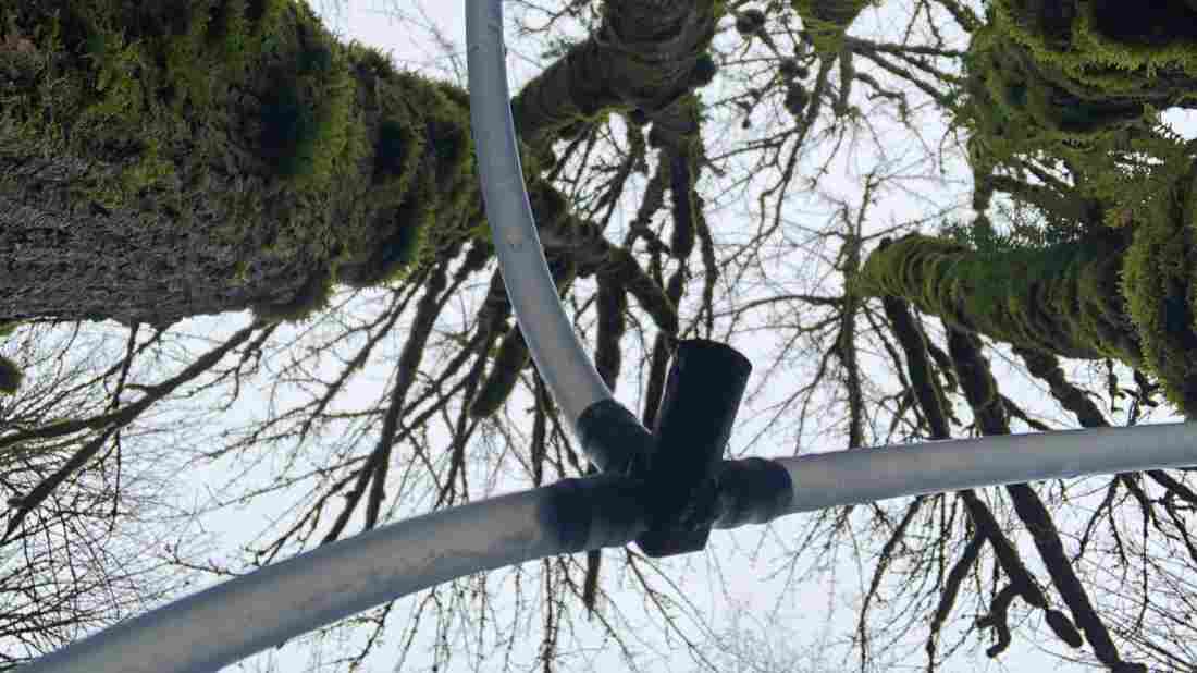 Bigleaf Maple Syrup Flows As Profits Drip From Once-Maligned Northwest Tree