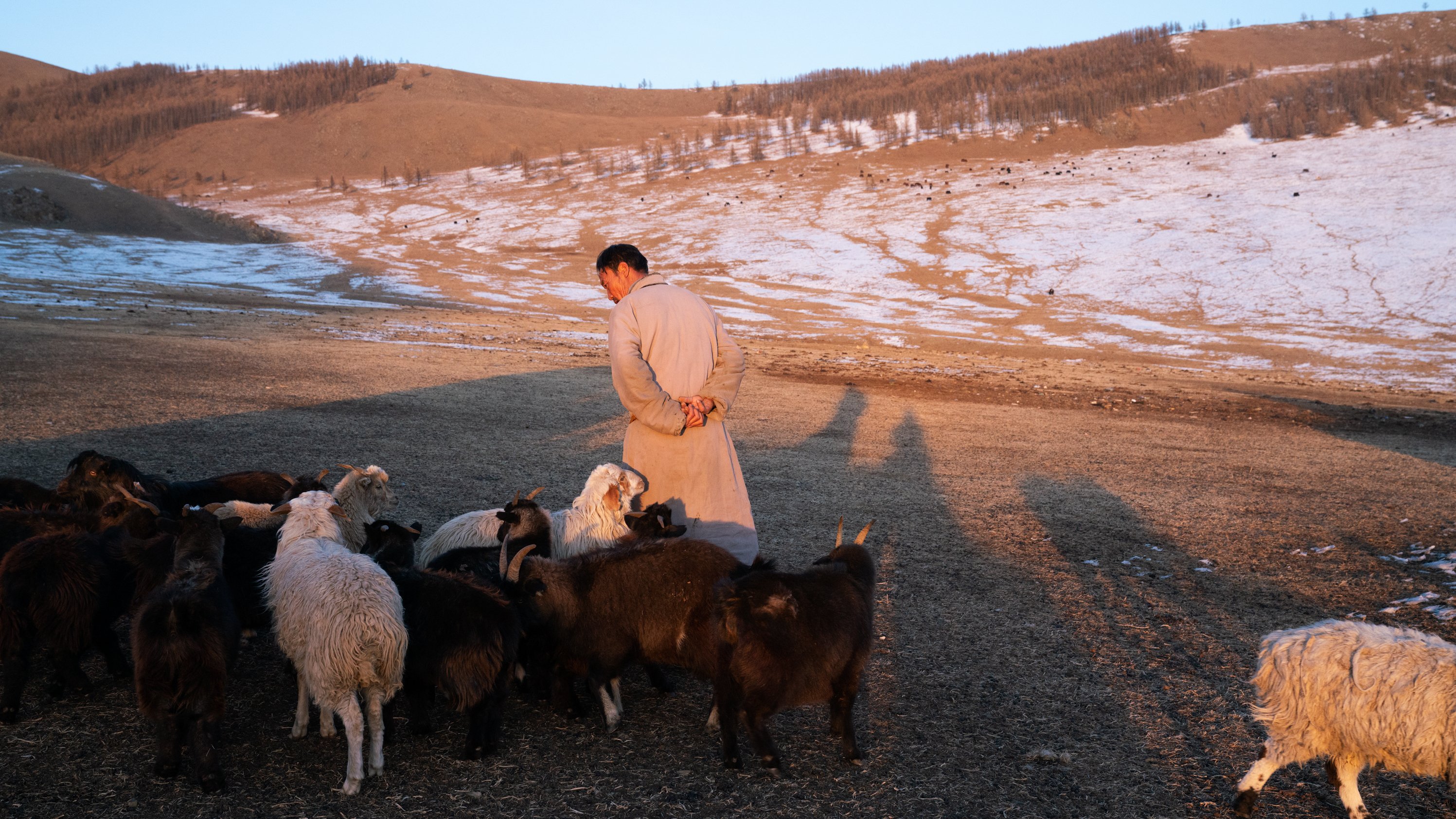 Nomadic Mongolia Feels Impacts of Climate Change : Short Wave : NPR