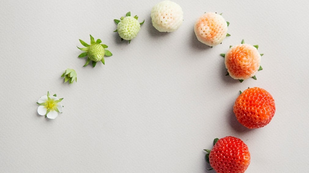 Grower Of 6 Strawberry Says You're Paying For An Experience NPR