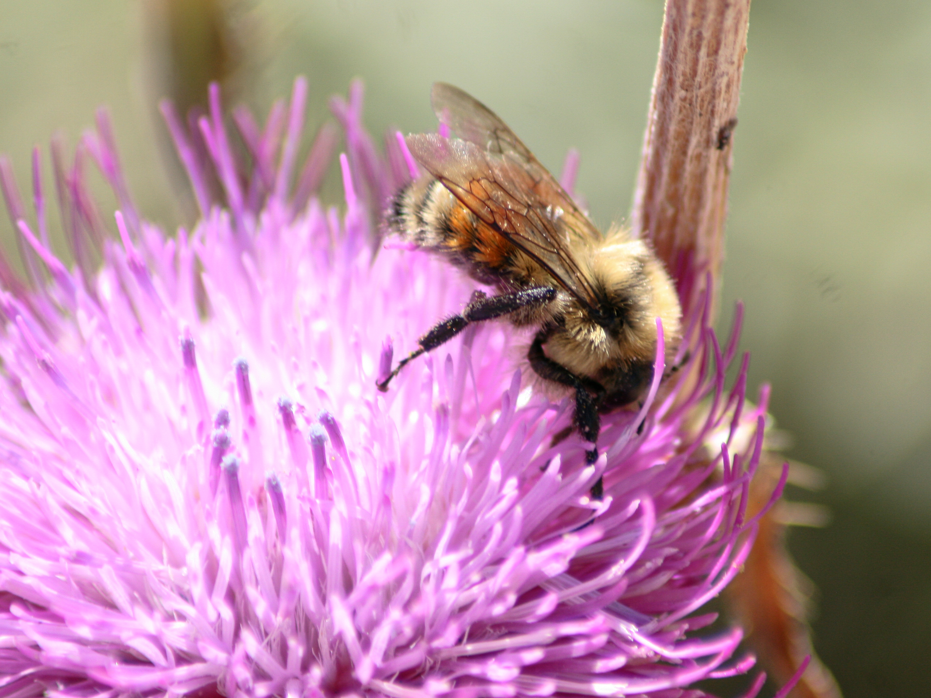 Bumblebees, like this Hunt's bumblebee in Colorado, are vanishing because of extreme temperatures and habitat loss.