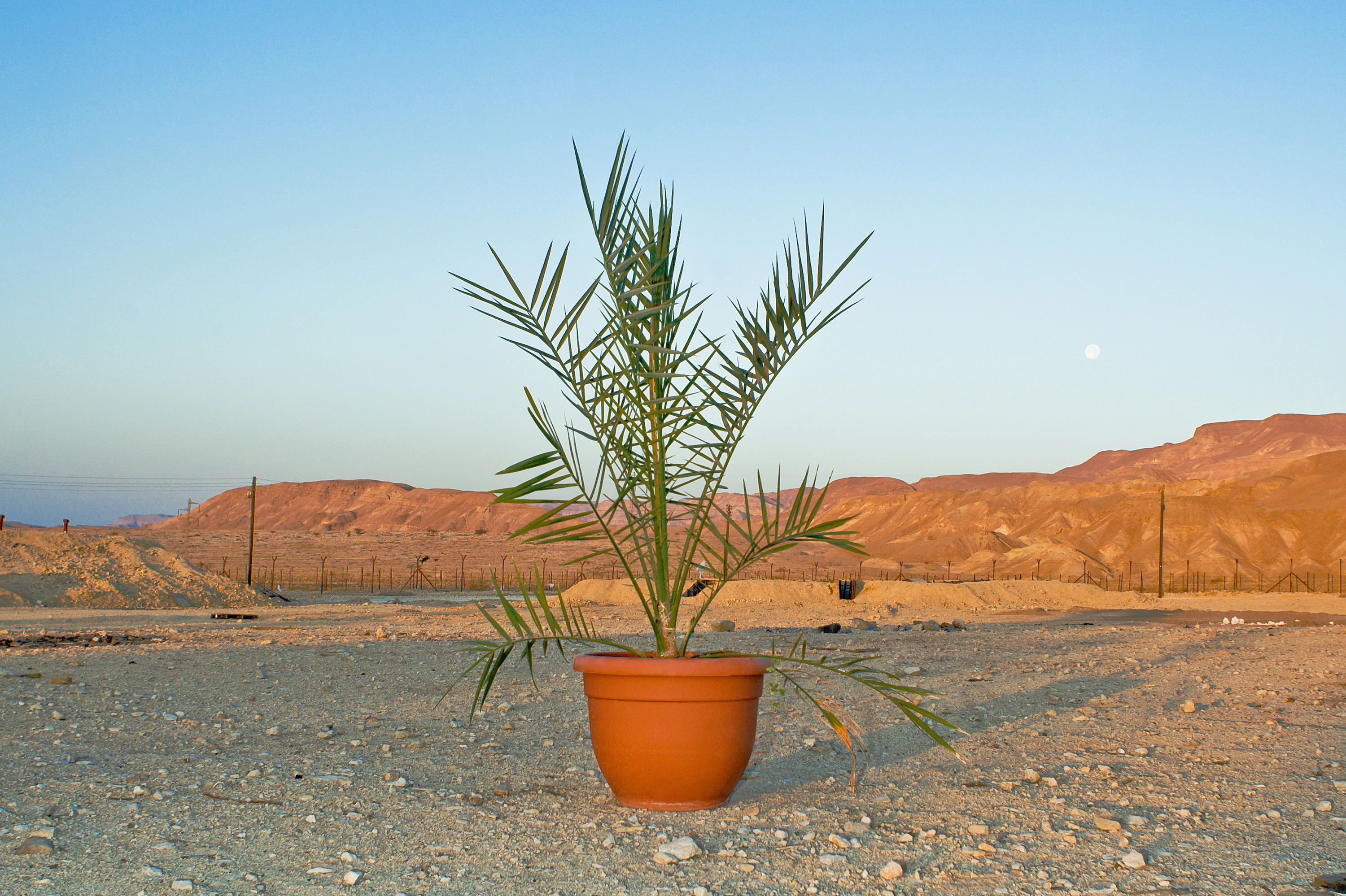 Scientists Grow Date Trees From 2,000-Year-Old Seeds : The Salt : NPR