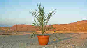 Dates Like Jesus Ate? Scientists Revive Ancient Trees From 2,000-Year-Old Seeds