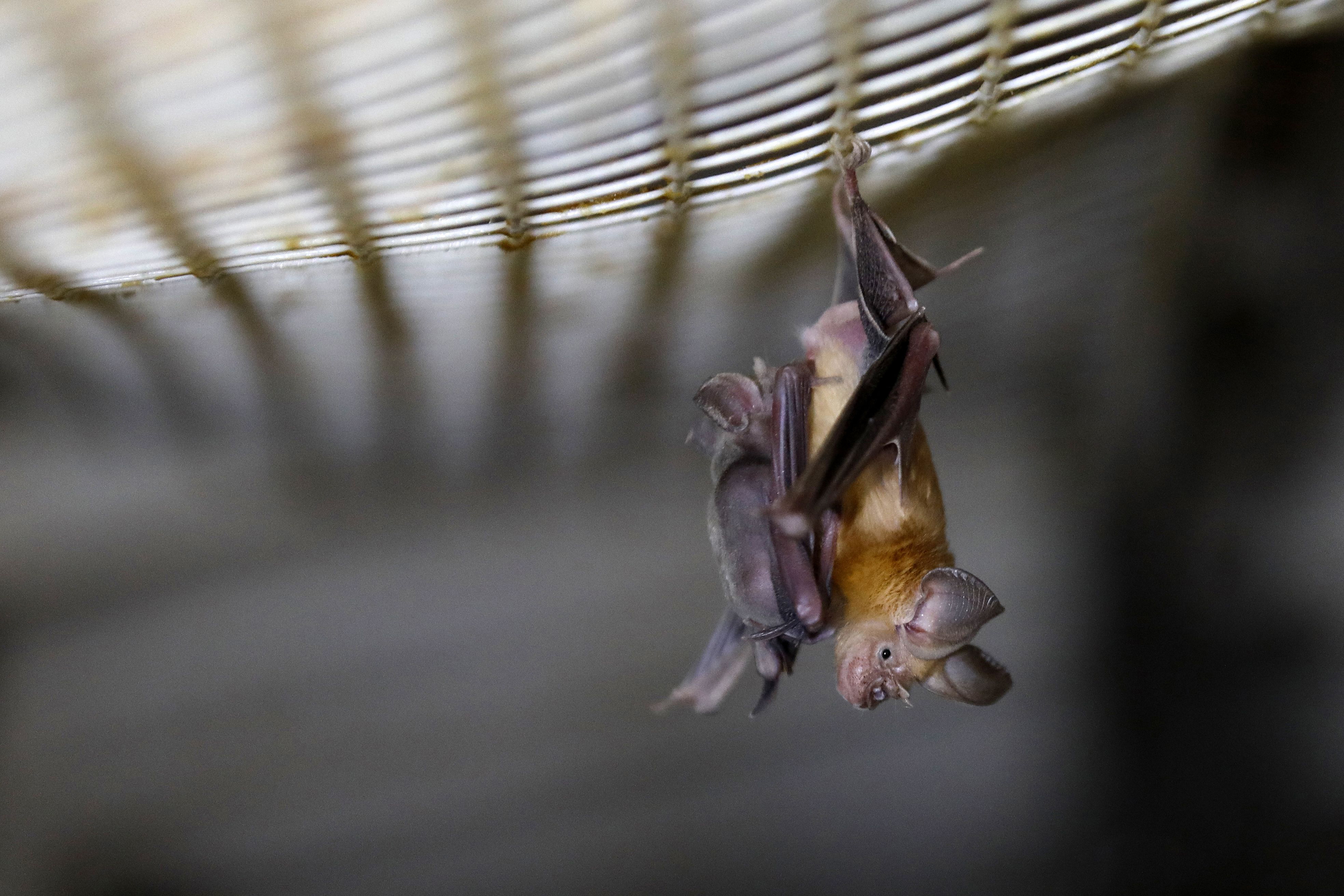 A horseshoe bat. Bats are known to carry many different strains of viruses but do not get sick from them. (AFP via Getty Images)