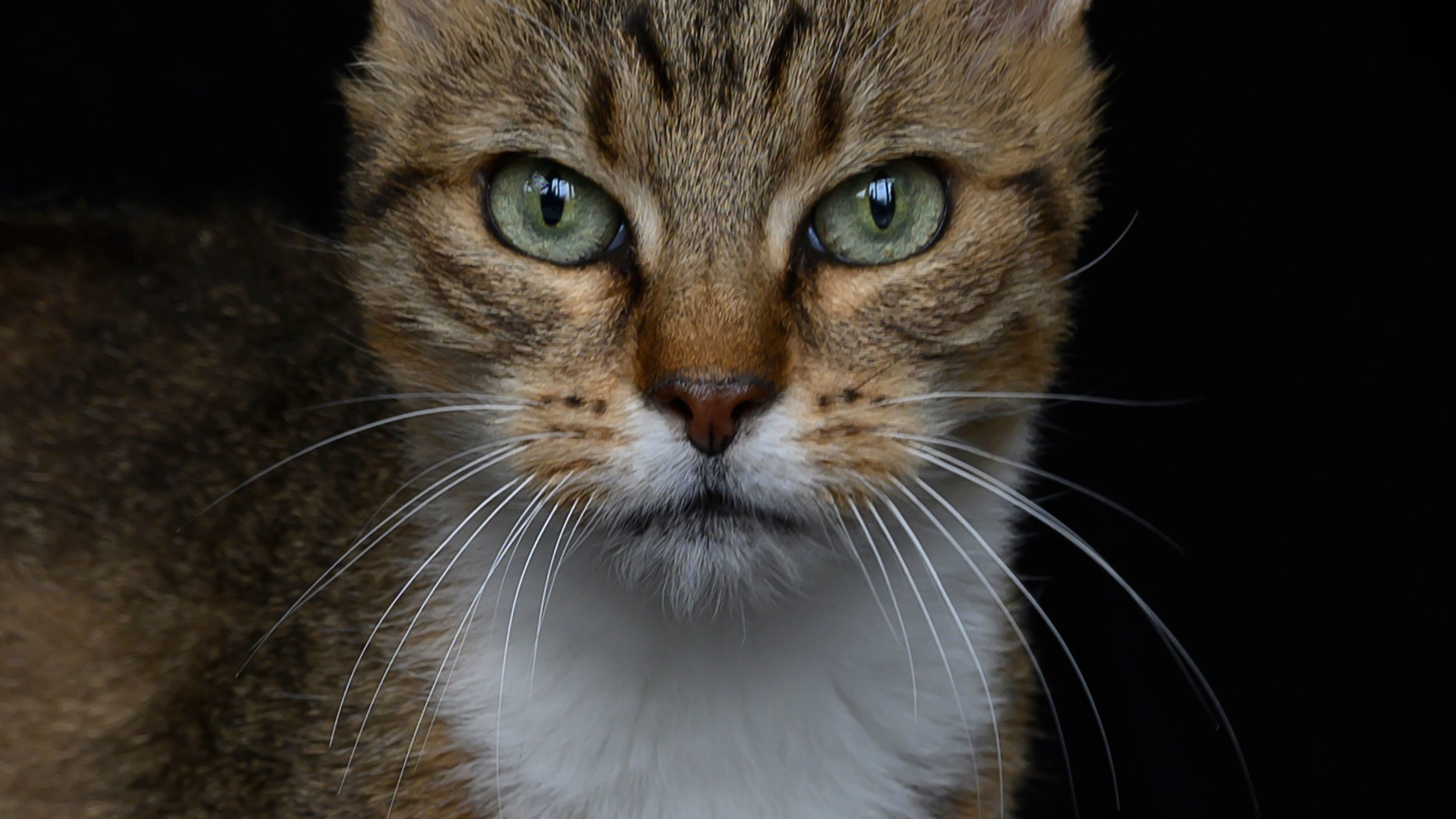 Zoe, a 14 year-old European cat, poses in the animal shelter of a SPA. (AFP via Getty Images)