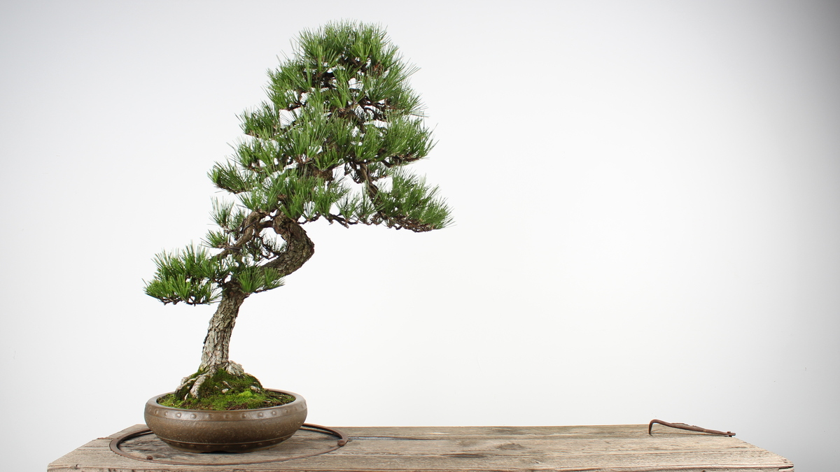 ‘Priceless’ Bonsai Trees Stolen From Museum In Washington State : NPR ‘Priceless’ Bonsai Trees Stolen From Museum In Washington State : NPR