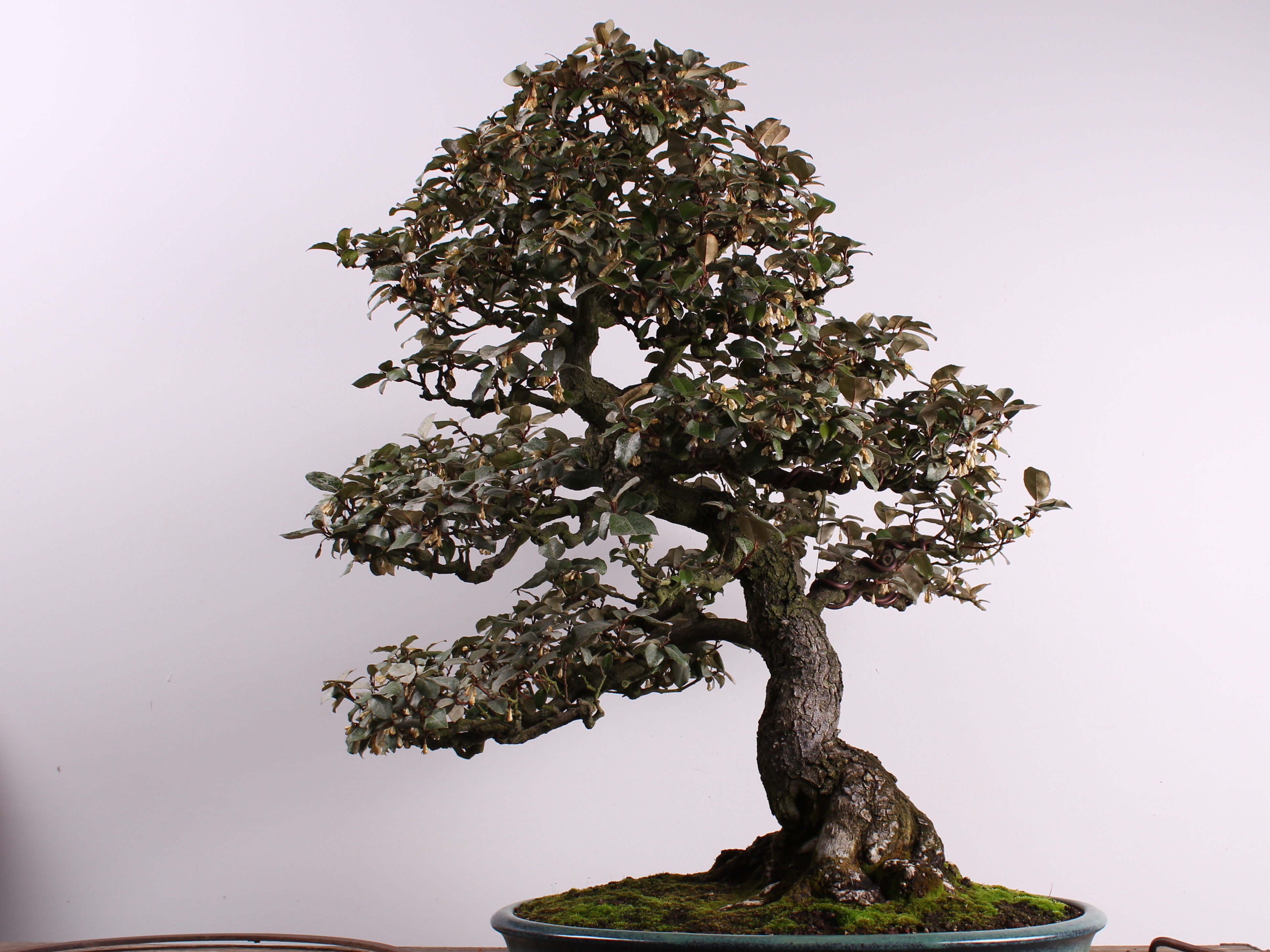 'Priceless' Bonsai Trees Stolen From Museum In Washington State NCPR News
