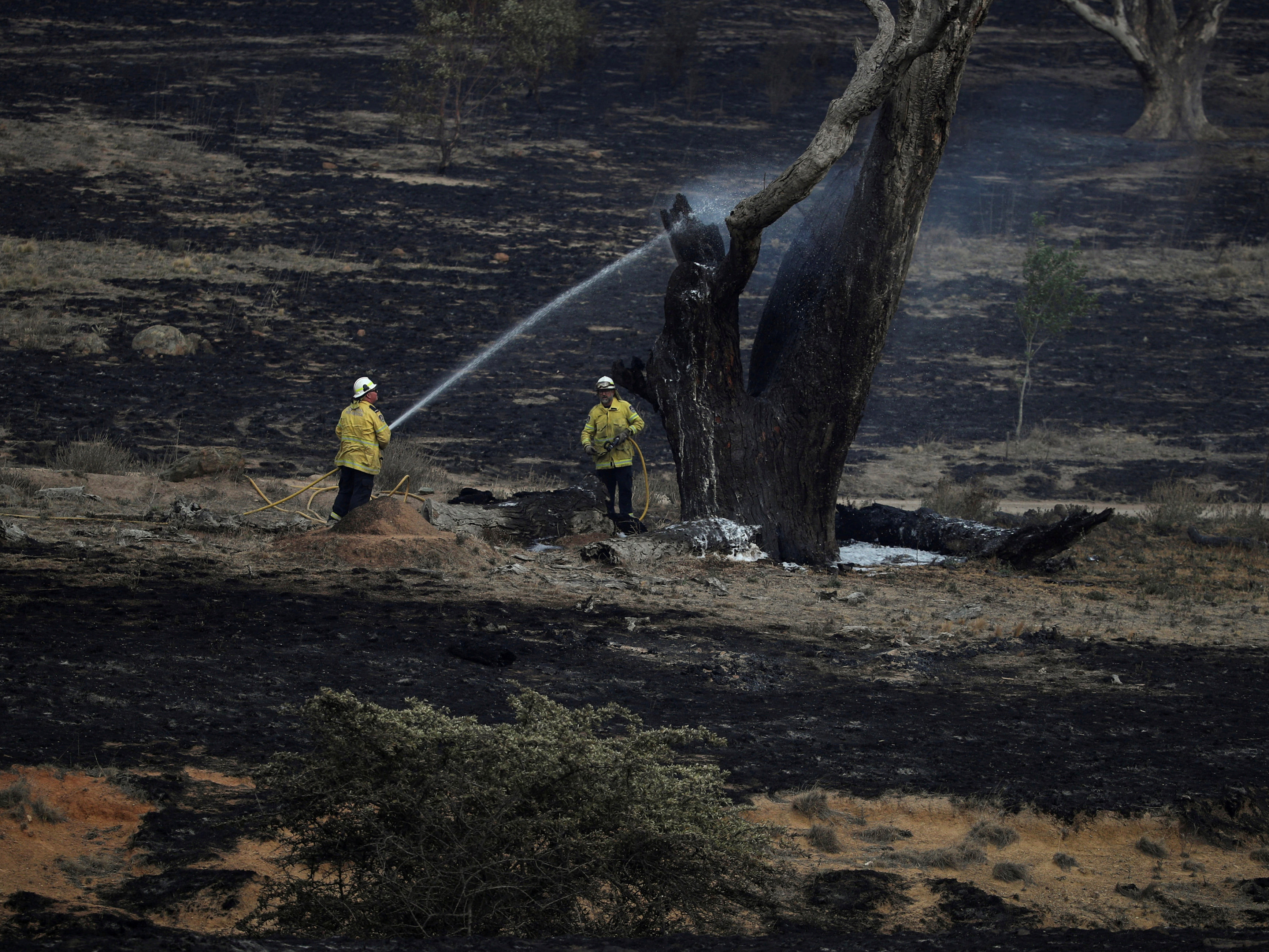 Firefighters spray water on a smoldering tree in the wake of a bushfire near Bumbalong in New South Wales, Australia. February has brought much-needed rain to the state, where fires have burned about 13.3 million acres of land. (Reuters)