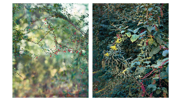 Two images from Janelle Lynch
