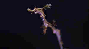 Rare Weedy Seadragons Hatch At California Aquarium