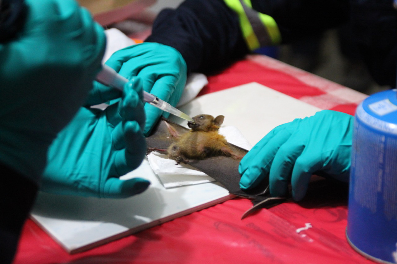 Researchers give fruit juice to a short-nosed fruit bat after sampling its saliva, blood, urine and poop. They'll look for new viruses in the bat's bodily fluids. (Kevin Olival)