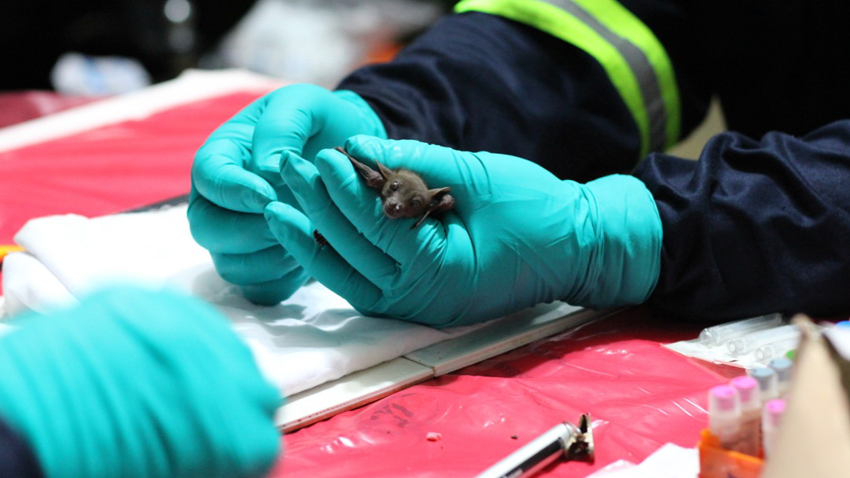 Bats In China Carry 400+ Coronaviruses With The Potential To Spill Over ...