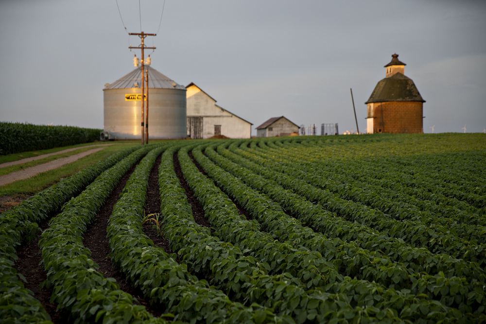 Soybean plants grow in a field near Tiskilwa, Ill. (Bloomberg via Getty Images)