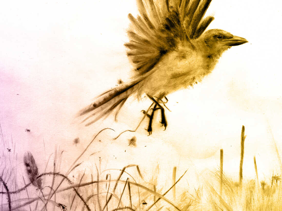 Image of a bird