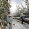 COVID-19 Threatens Food Supply Chain As Farms Worry About Workers Falling Ill