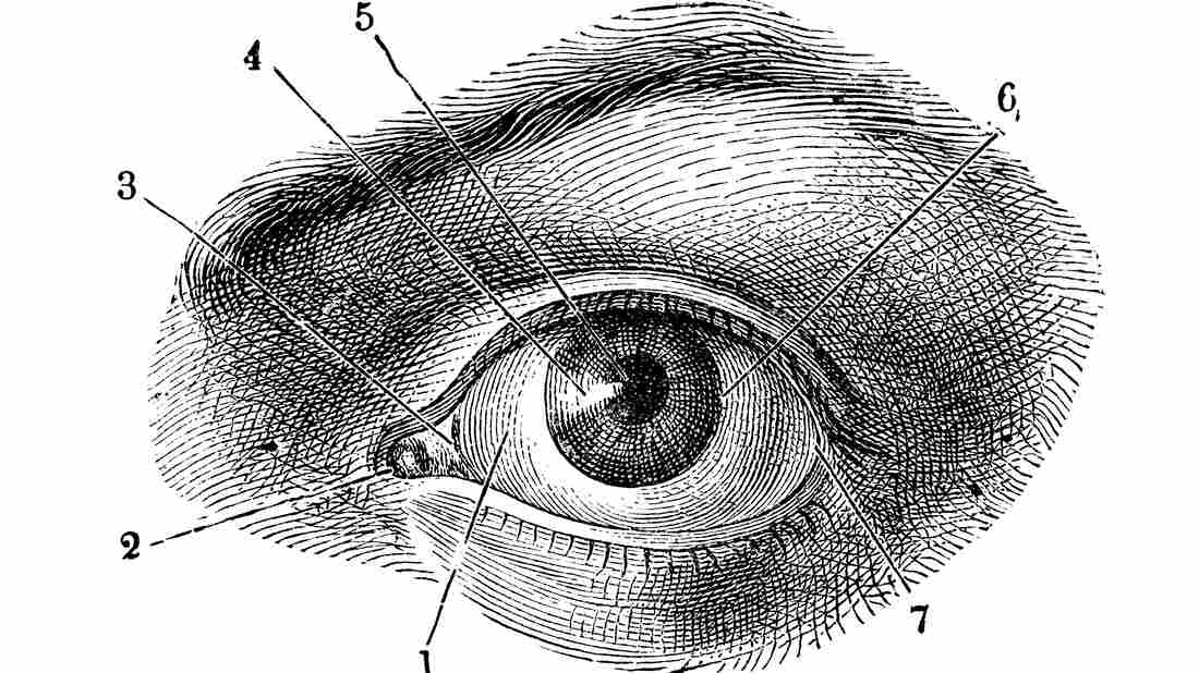 Antique illustration of human body anatomy: Human eye