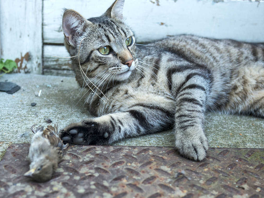 Why House Cats Are God's Perfect Little Killing Machines : NPR