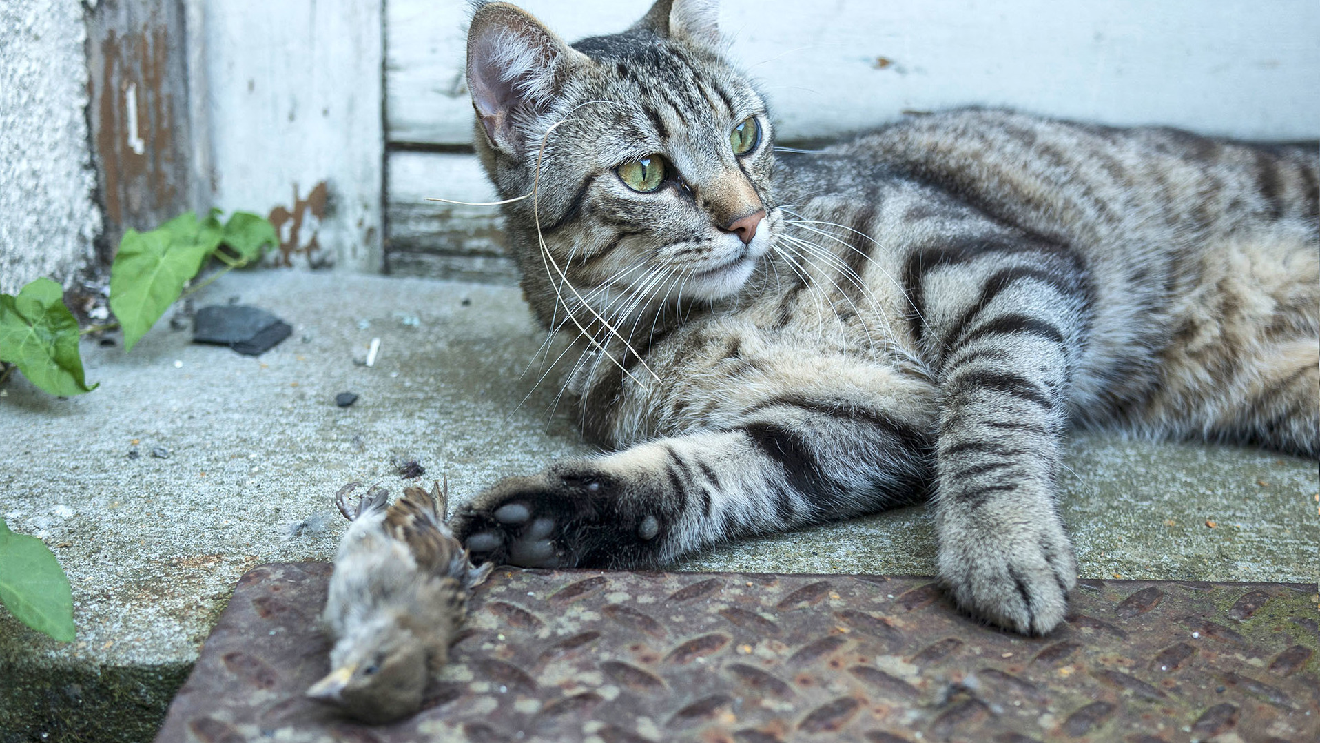 Why House Cats Are God s Perfect Little Killing Machines NPR