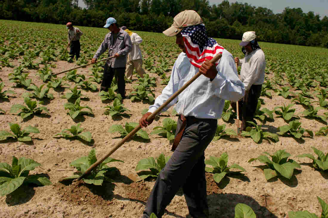 Mexican farmworkers who are allowed into America on a special seasonal harvest visa known as an H2A, weed a tobacco field in Greene County, North Carolina. (Photo by Andrew Lichtenstein/Corbis via Getty Images)