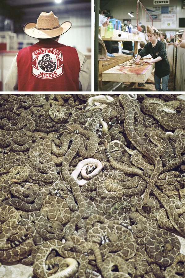 Texas Rattlesnake Rally Rattlesnake Roundup: A Texas Community Tradition – © blogfactory