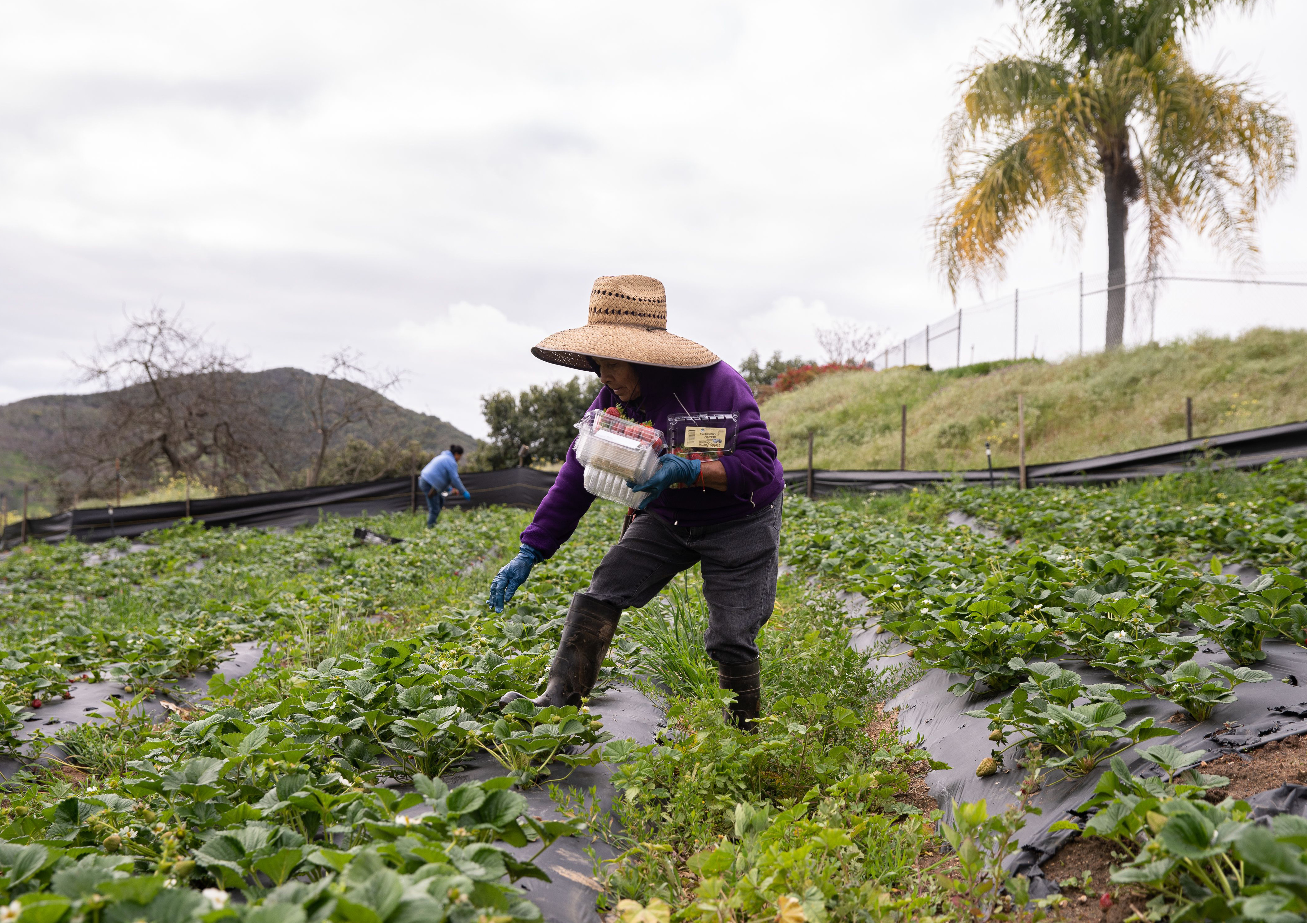 Farmworkers pick organic strawberries at Stehly Farms Organics in Valley Center, Calif., on March 25. (AFP via Getty Images)