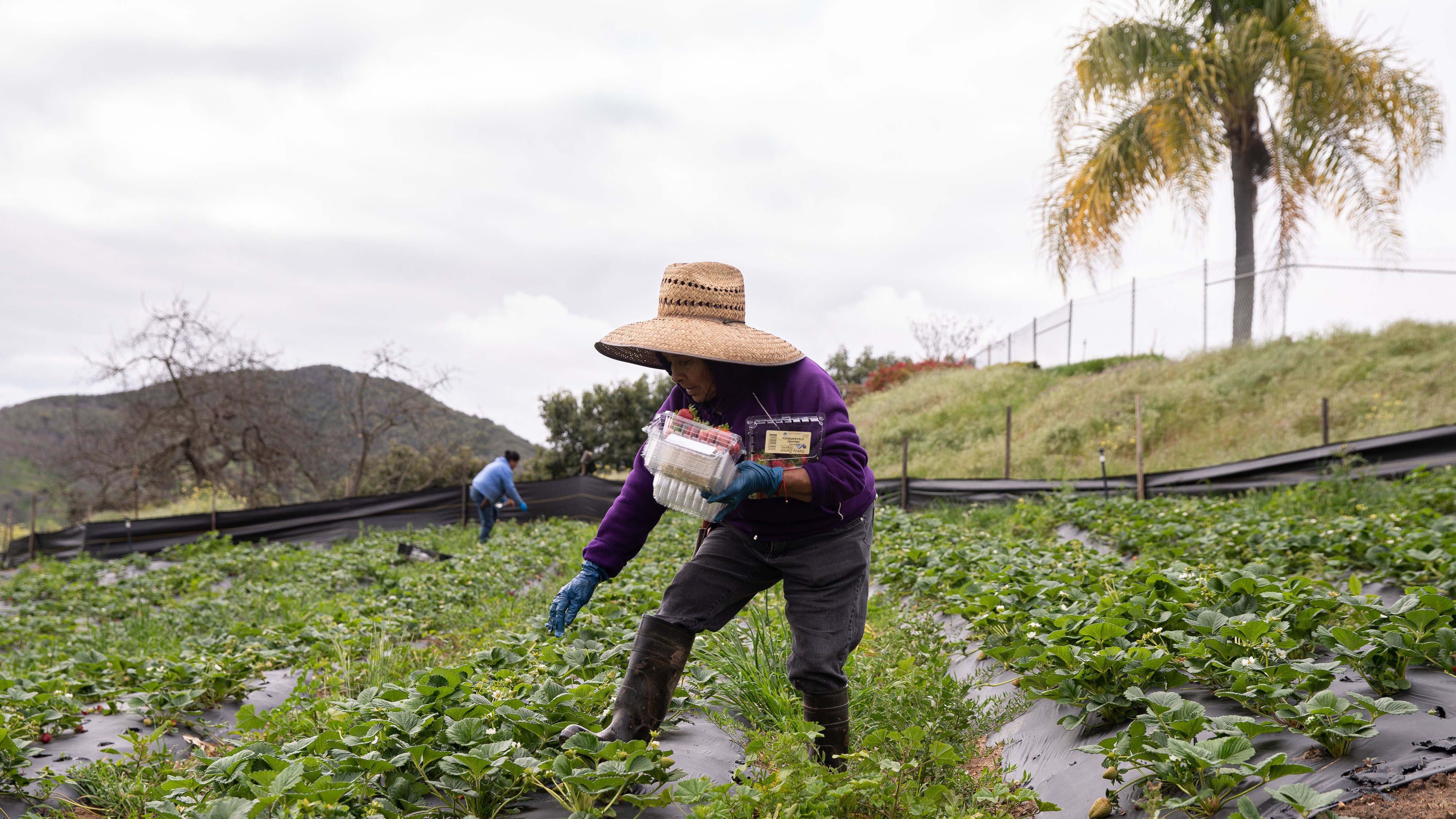 Essential Status Means Jobs For Farmworkers But Greater Virus Risk The Salt Npr