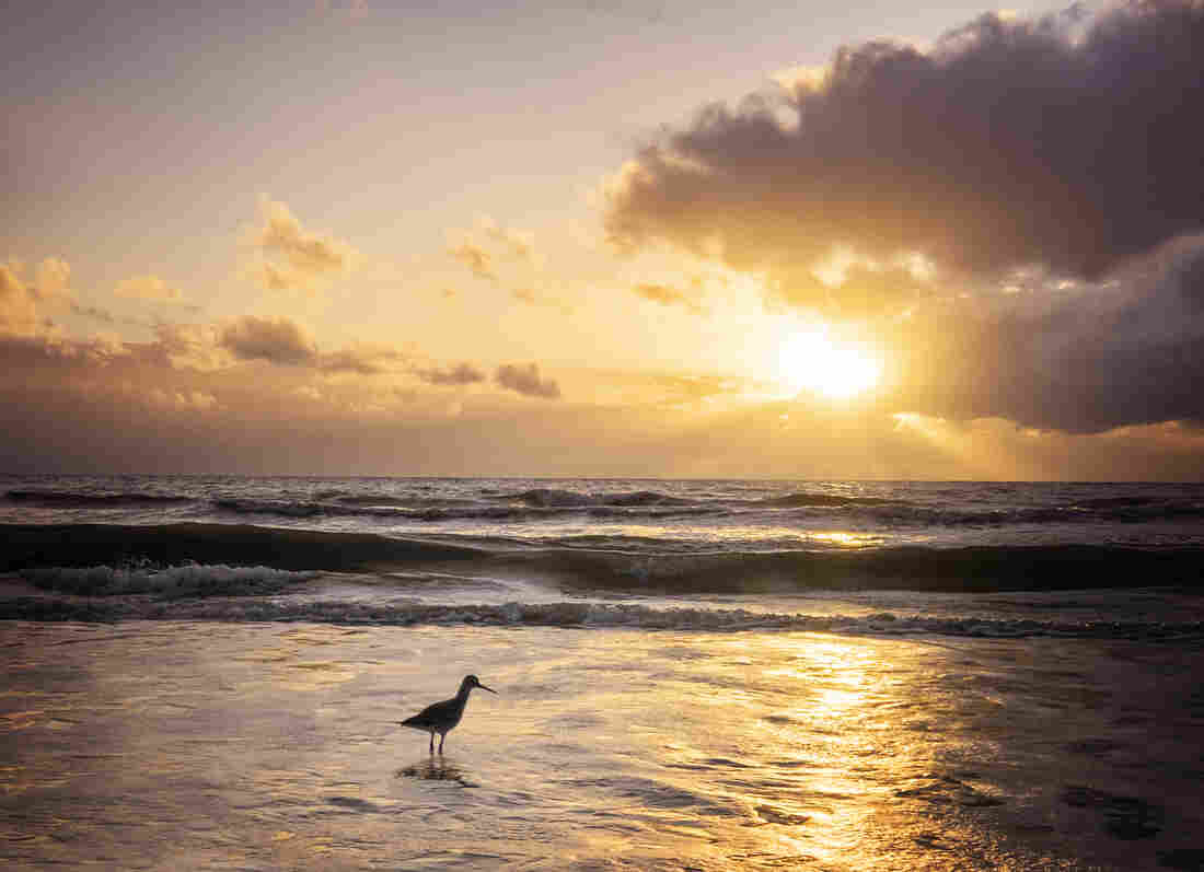 A willet bird wades in the foamy water in front of the setting sun at Fort Myers Beach, Fla., in winter.