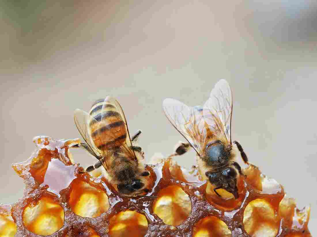 Honeybees on honeycomb