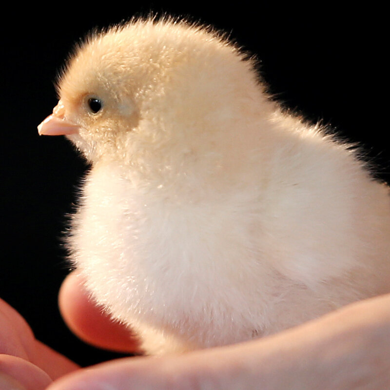 Don T Kiss Your Chickens The Cdc Says In Salmonella Warning Npr Don T Kiss Your Chickens The Cdc Says In Salmonella Warning Npr