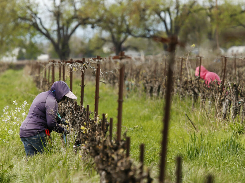 White House Seeks To Lower Farmworker Pay To Help Agriculture Industry Npr