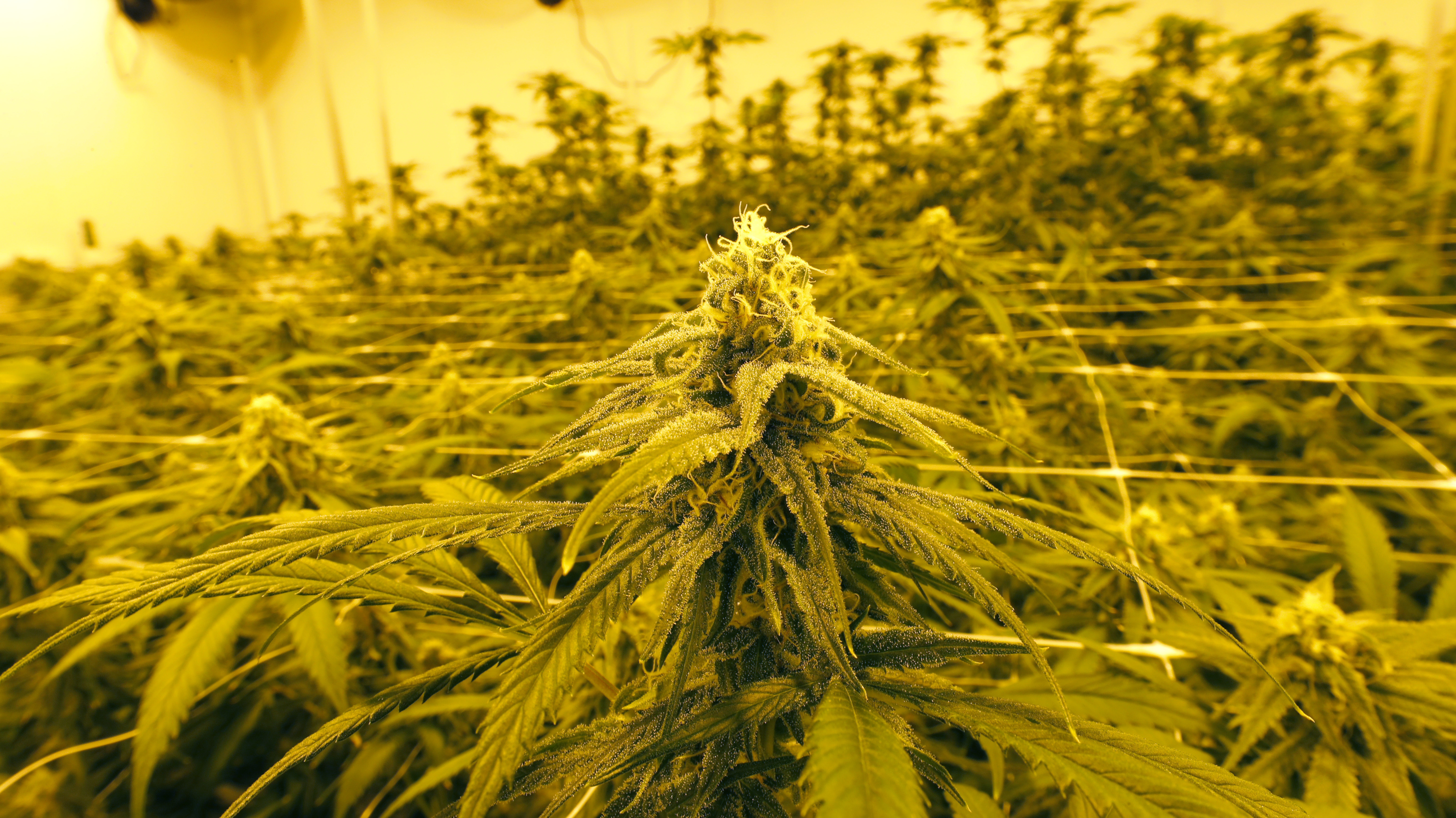 Many States Say Cannabis Is Essential But Advocates Say More Needs To Be Done Npr