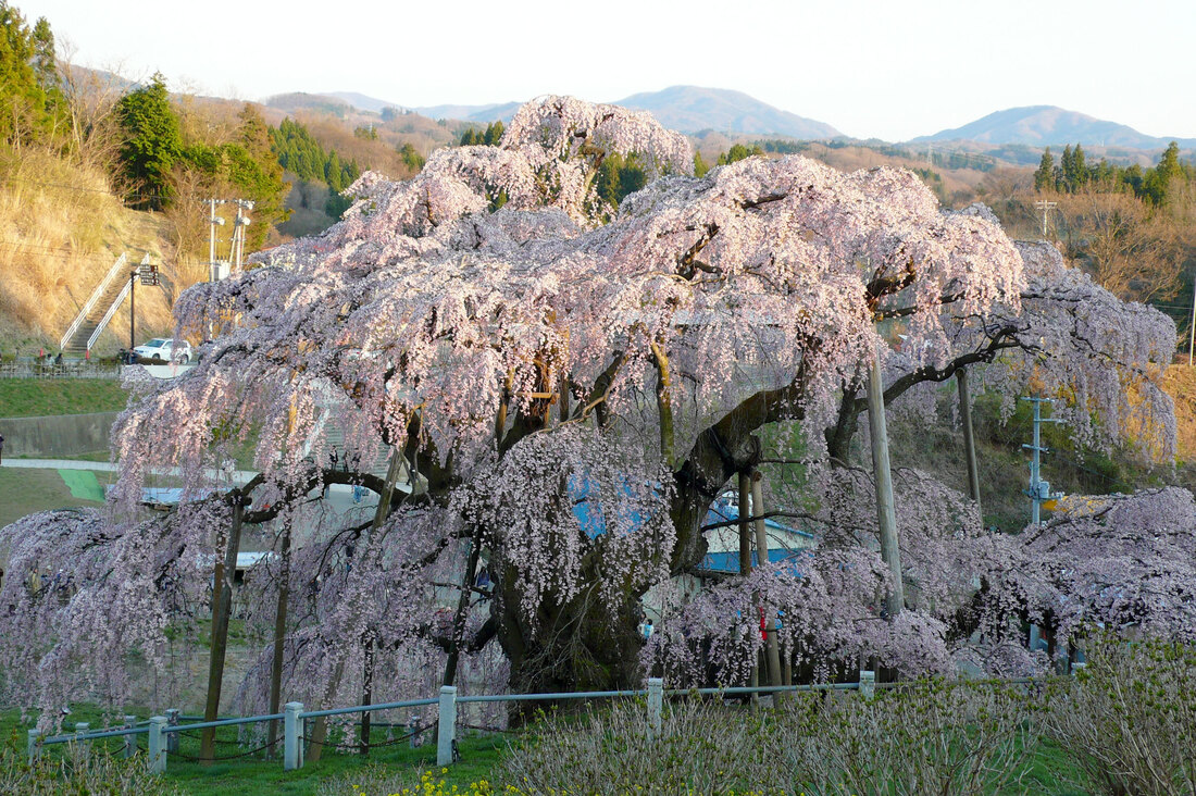 'A Reminder That Nature Is Strong' In Japan, A 1,000YearOld Cherry