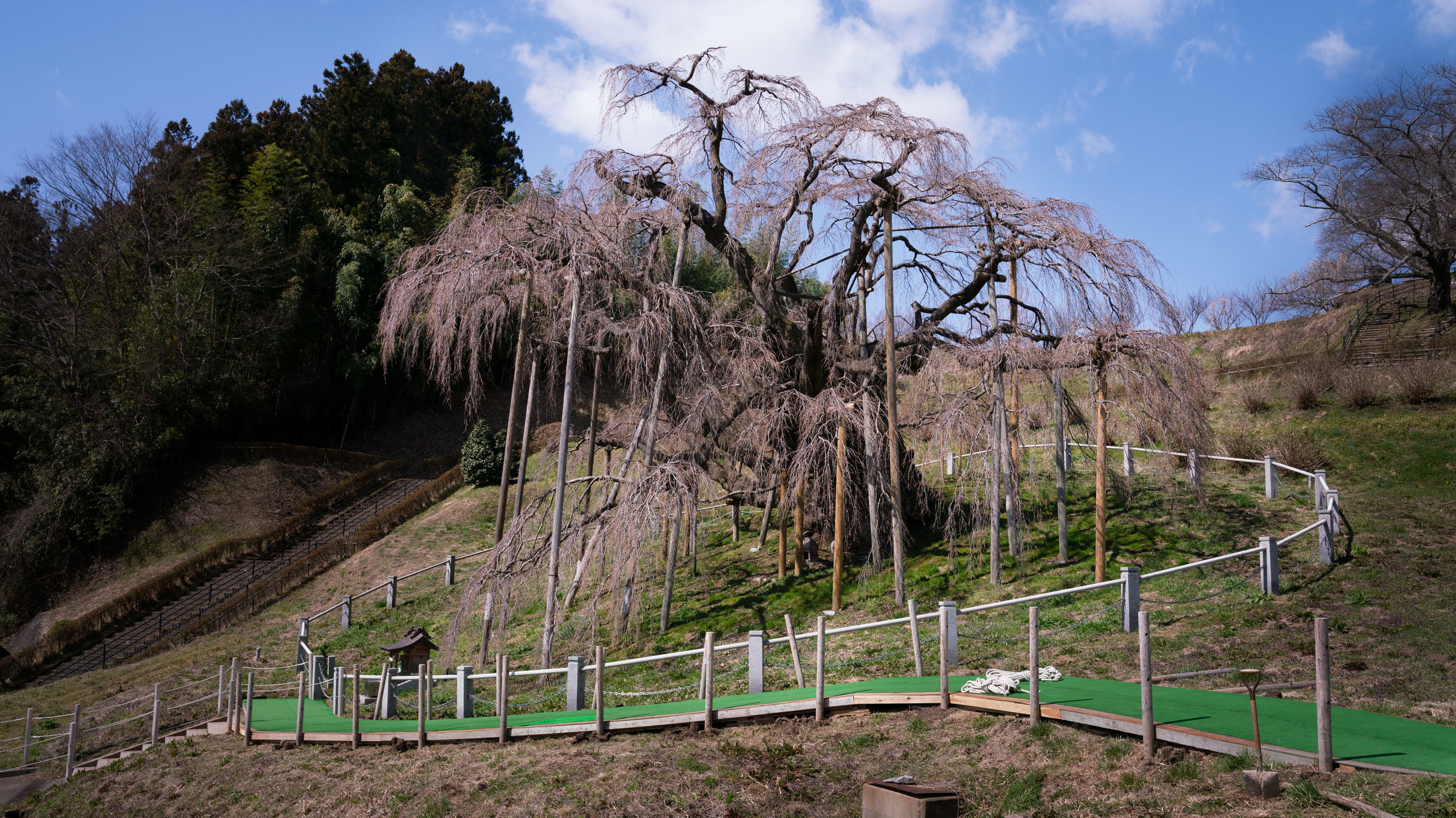 A Reminder That Nature Is Strong In Japan A 1 000 Year Old Cherry Tree Blooms Npr