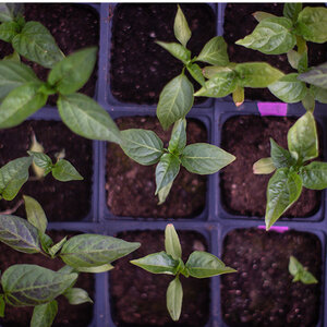 5 tips for starting a healthy garden